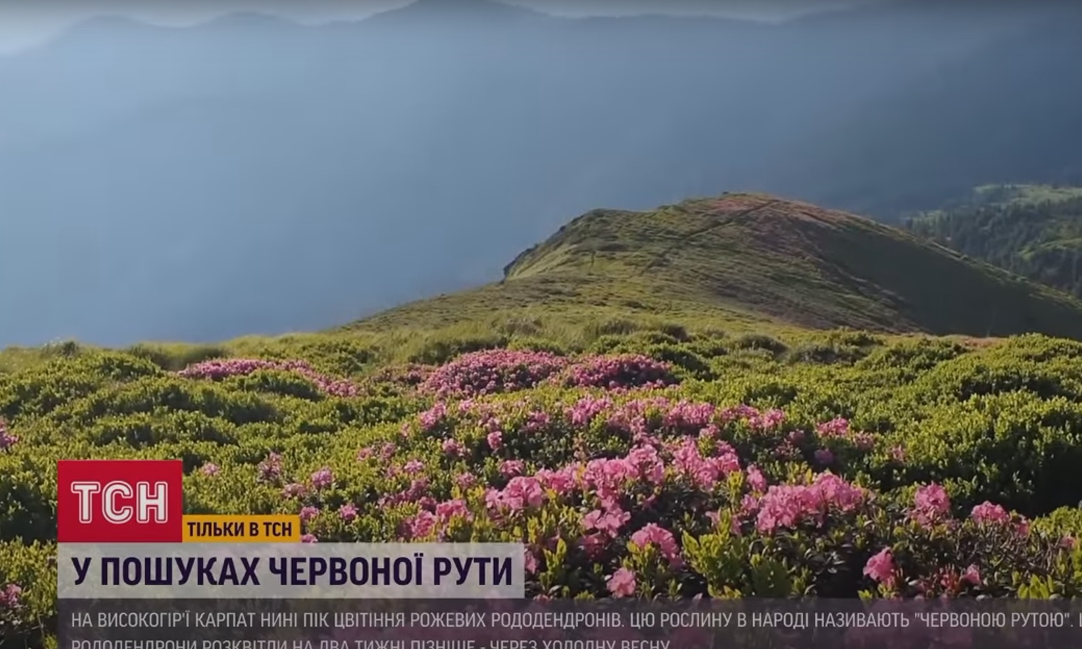 На високогір’ї Карпат зараз пік цвітіння рожевих рододендронів ВІДЕО