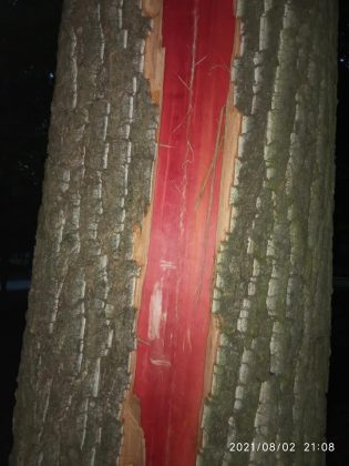 У Франківську під час грози блискавка влучила в дерево ФОТО