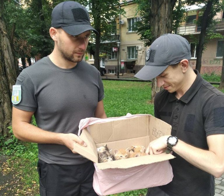 У Привокзальному сквері муніципали натрапили на коробку з кошенятами ФОТО