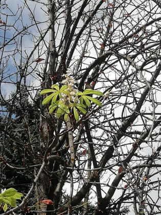 У Франківську удруге за цей рік зацвіли каштани