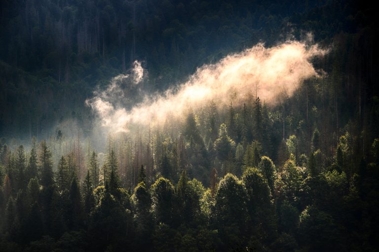 Містичні фото з самої глибини Карпат, від яких перехоплює дух