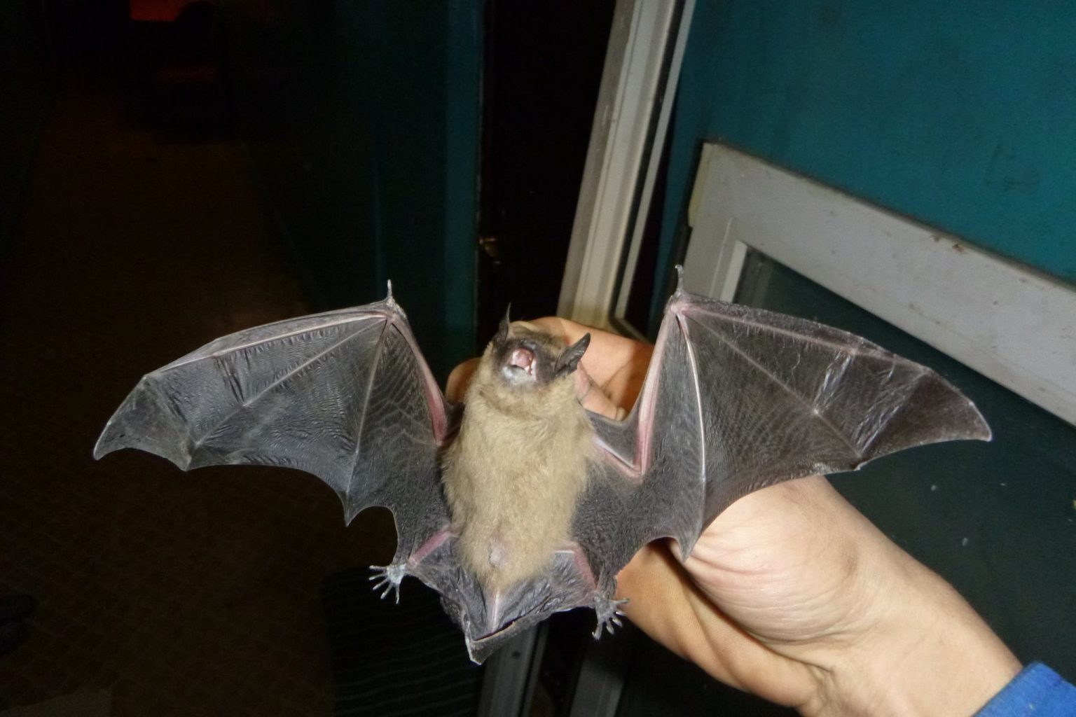 Посеред ночі до помешкання франківців залетів кажан