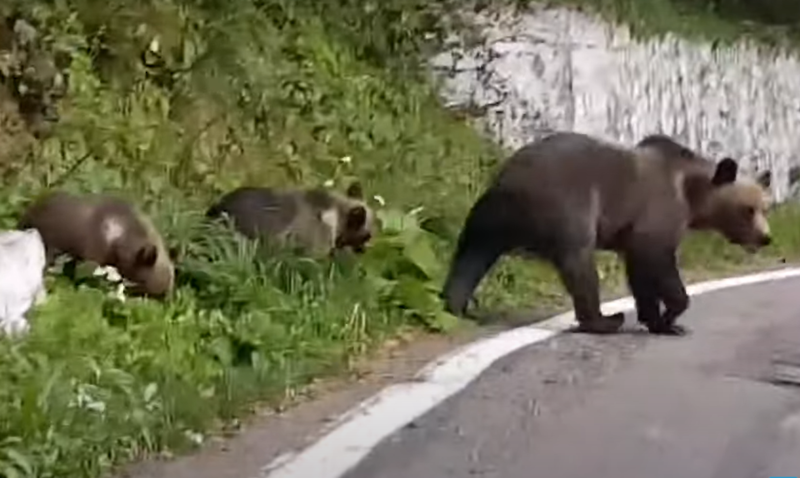 У Карпатах спокійно гуляє дорогами сімейство ведмедів ФОТО та ВІДЕО
