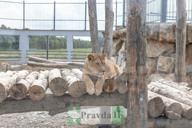 Поблизу Франківська оселилися справжні леви, тигри і страуси ФОТО