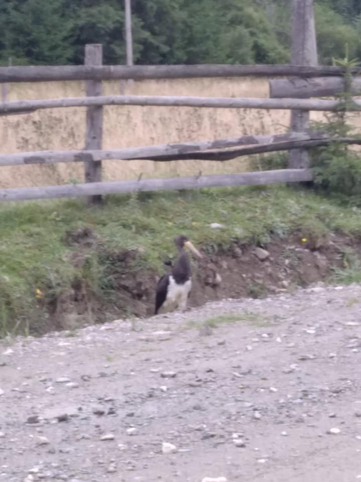 рідкісного