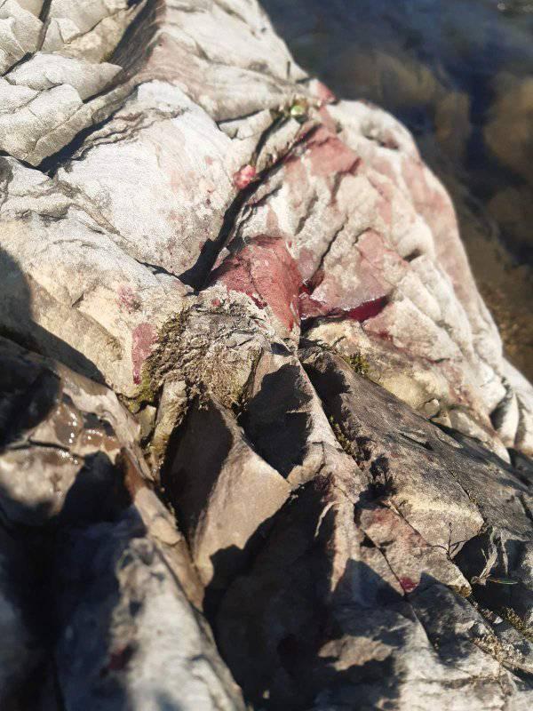 реанімації