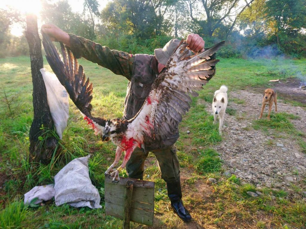 На Франківщині браконьєри вбили рідкісного птаха ФОТО