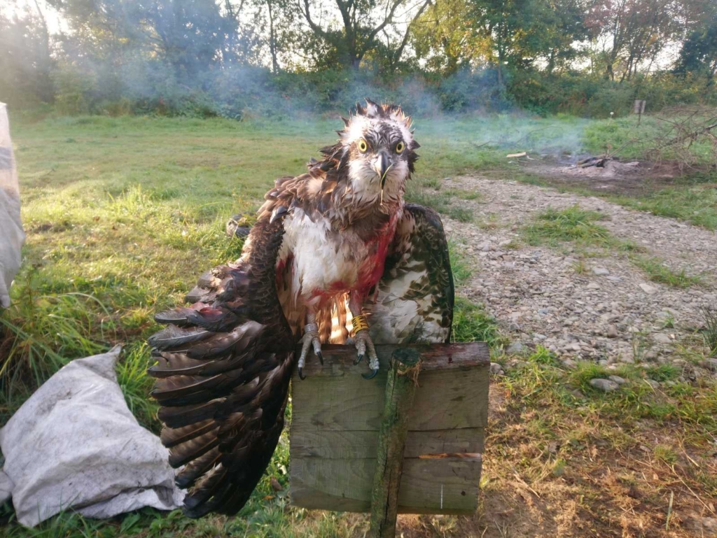 Прикарпатець обіцяє чималу винагороду за інформацію про браконьєрів, які вбили рідкісного птаха