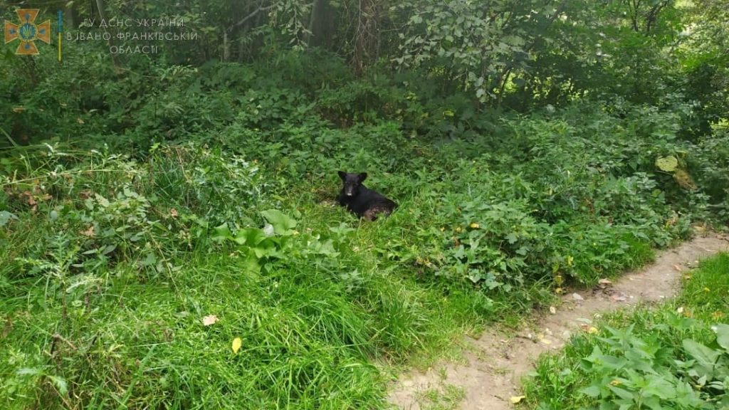 Прикарпатські надзвичайники врятували двох собак ФОТО