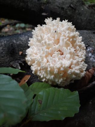 У Галицькому нацпарку "уполювали" рідкісного коралового гриба ФОТО