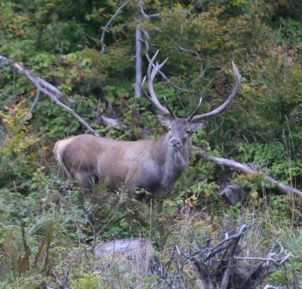 У Карпатах в об'єктив фотокамери потрапило стадо оленів ФОТО