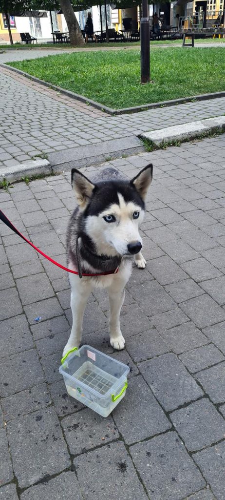 У Франківську шукають власника собаки, який загубився ФОТО