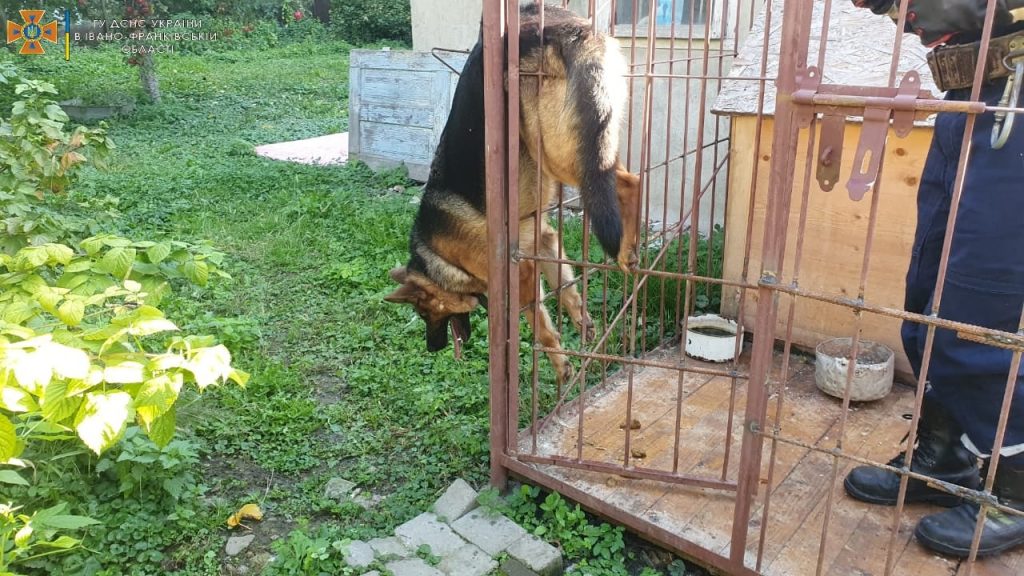 У Франківську собака застряг у металевій конструкції вольєру - вивільнили рятувальники ФОТО