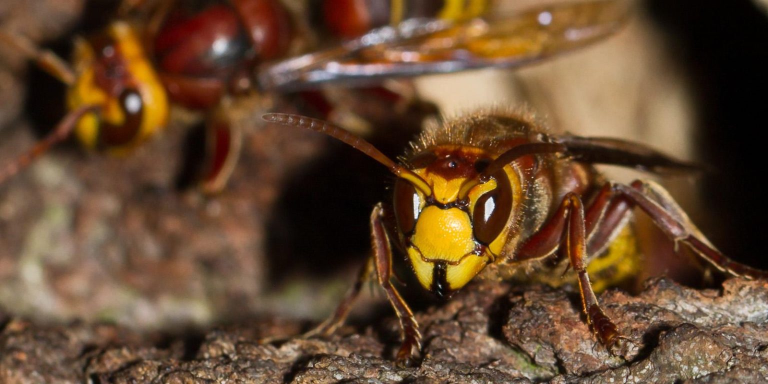 Упродовж минулої доби прикарпатські надзвичайники 6 разів виїжджали на боротьбу із агресивними шершнями