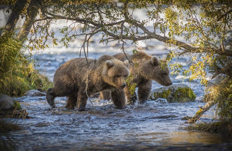 “Дикий” туризм: WWF-Україна започаткував ініціативу, покликану зберегти Карпати