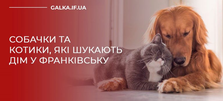 Собачки та котики, які шукають дім у Франківську ФОТО