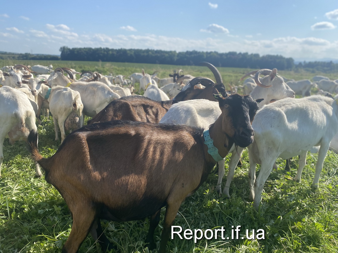 На Прикарпатті роблять незвичайний пломбір з козячого молока ФОТО