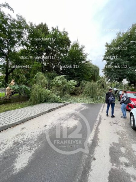 Дерево, що впало на дорогу, заблокувало рух автотранспорту в одному із мікрорайонів Франківська ФОТО