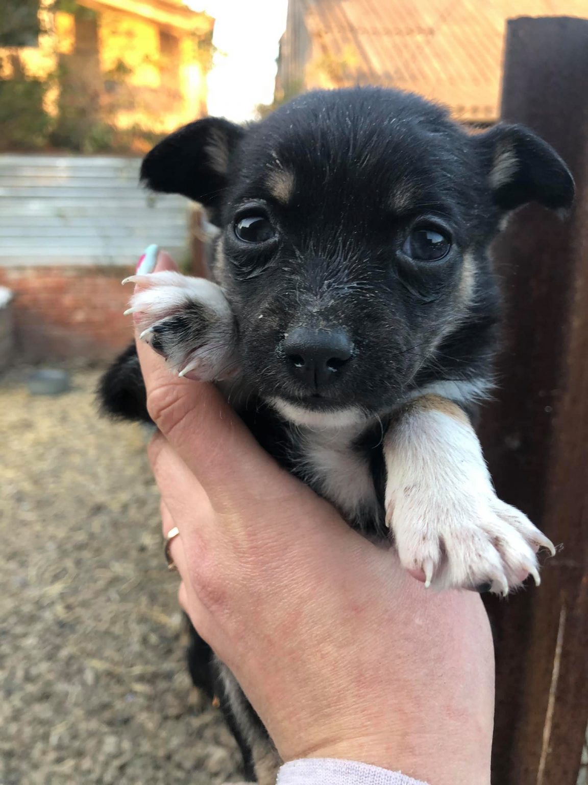 У Калуші чотирьох цуциків викинули на смітник - небайдужих просять прихистити «хвостанів» ФОТО