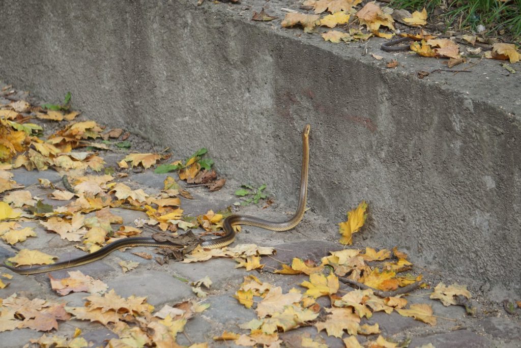 У львівському парку помітили рідкісну червонокнижну змію - потрапила у місто з Карпат ФОТО