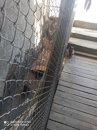 У Франківську шукають домівку для трьох кошенят, яких невідомі викинули неподалік вокзалу ФОТО
