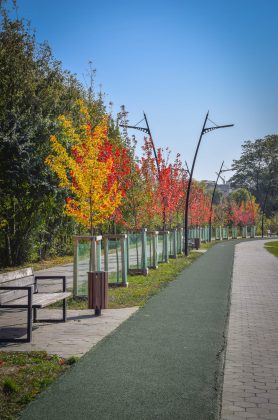 У мережі показали яскраві світлини молодих кленів Autumn Blaze з міського озера ФОТОРЕПОРТАЖ