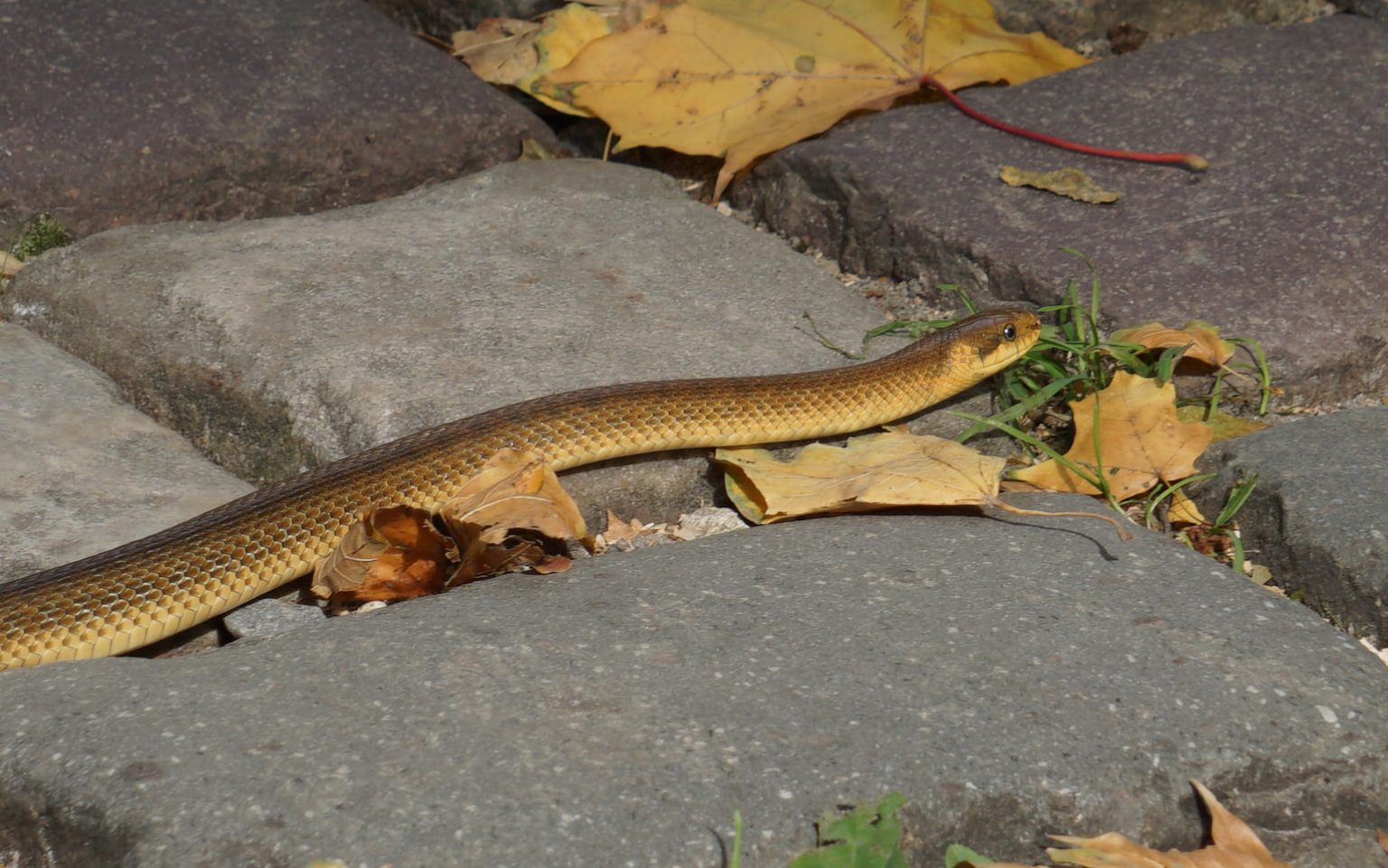 У львівському парку помітили рідкісну червонокнижну змію - потрапила у місто з Карпат ФОТО