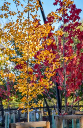 У мережі показали яскраві світлини молодих кленів Autumn Blaze з міського озера ФОТОРЕПОРТАЖ