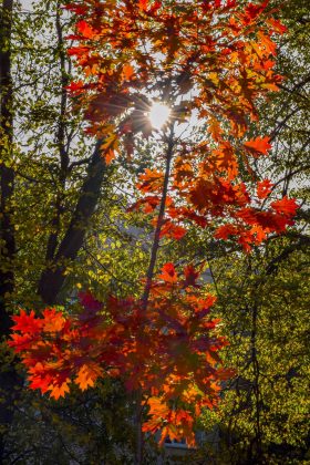 У мережі показали яскраві світлини молодих кленів Autumn Blaze з міського озера ФОТОРЕПОРТАЖ