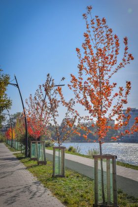 У мережі показали яскраві світлини молодих кленів Autumn Blaze з міського озера ФОТОРЕПОРТАЖ