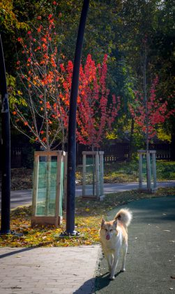 У мережі показали яскраві світлини молодих кленів Autumn Blaze з міського озера ФОТОРЕПОРТАЖ