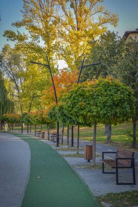 У мережі показали яскраві світлини молодих кленів Autumn Blaze з міського озера ФОТОРЕПОРТАЖ