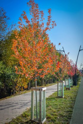 У мережі показали яскраві світлини молодих кленів Autumn Blaze з міського озера ФОТОРЕПОРТАЖ