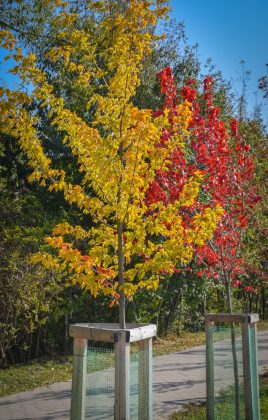 У мережі показали яскраві світлини молодих кленів Autumn Blaze з міського озера ФОТОРЕПОРТАЖ