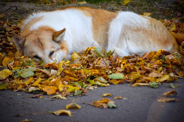 У мережі показали яскраві світлини молодих кленів Autumn Blaze з міського озера ФОТОРЕПОРТАЖ