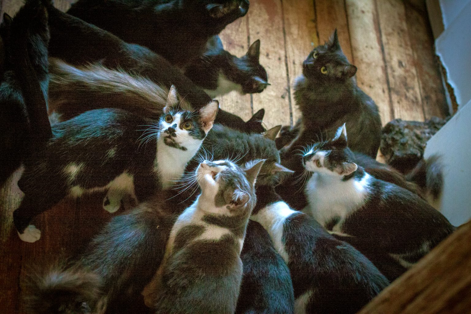 На Франківщині просять прилаштувати 20 котів, власниця яких напередодні померла ФОТО