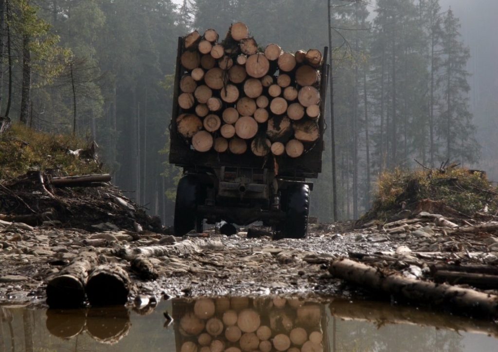 За незаконну вирубку 64 буків Болехівський лісгосп повинен сплатити понад півмільйона гривень