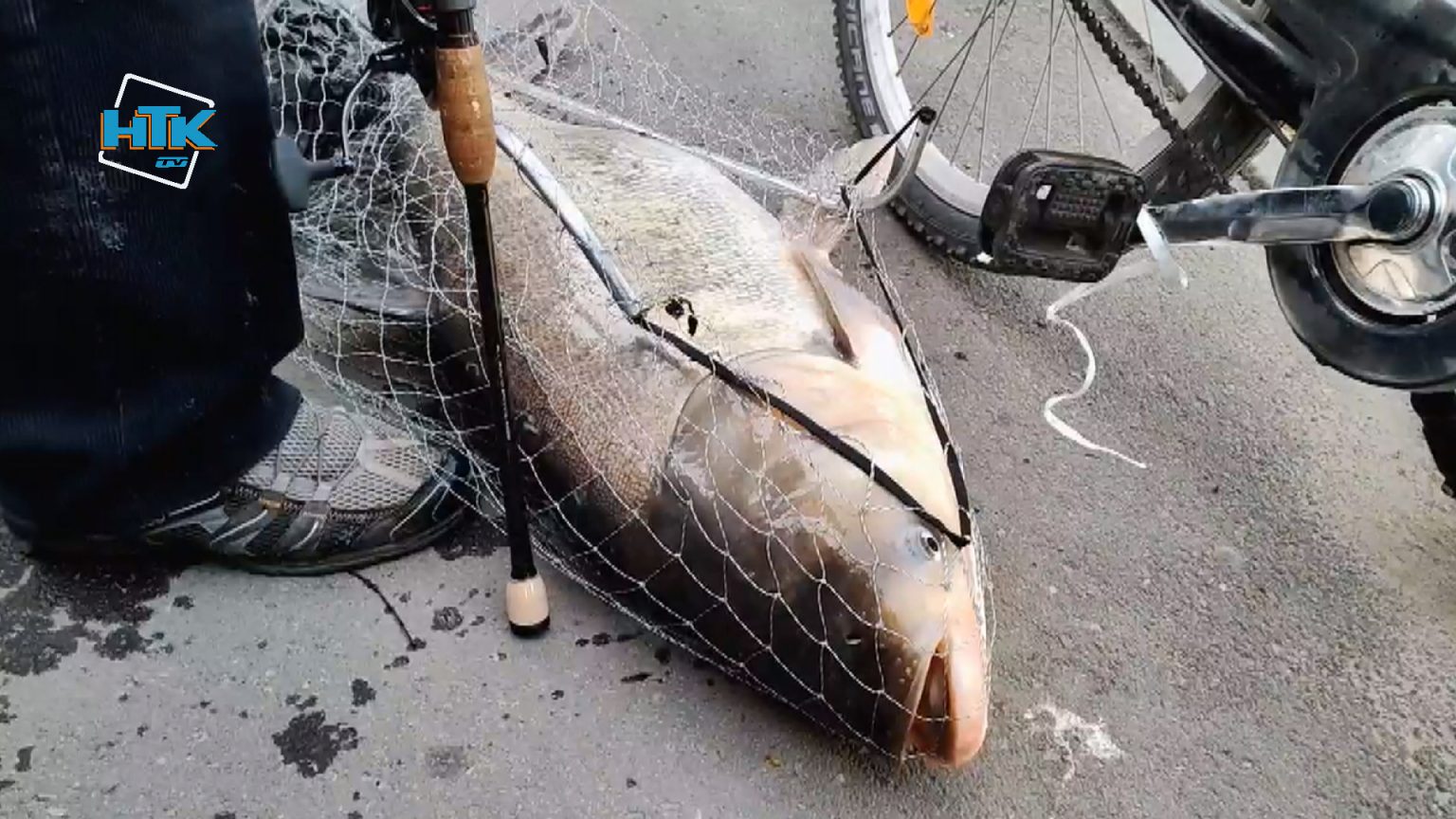 У Коломийському озері впіймали гігантського товстолоба ВІДЕО