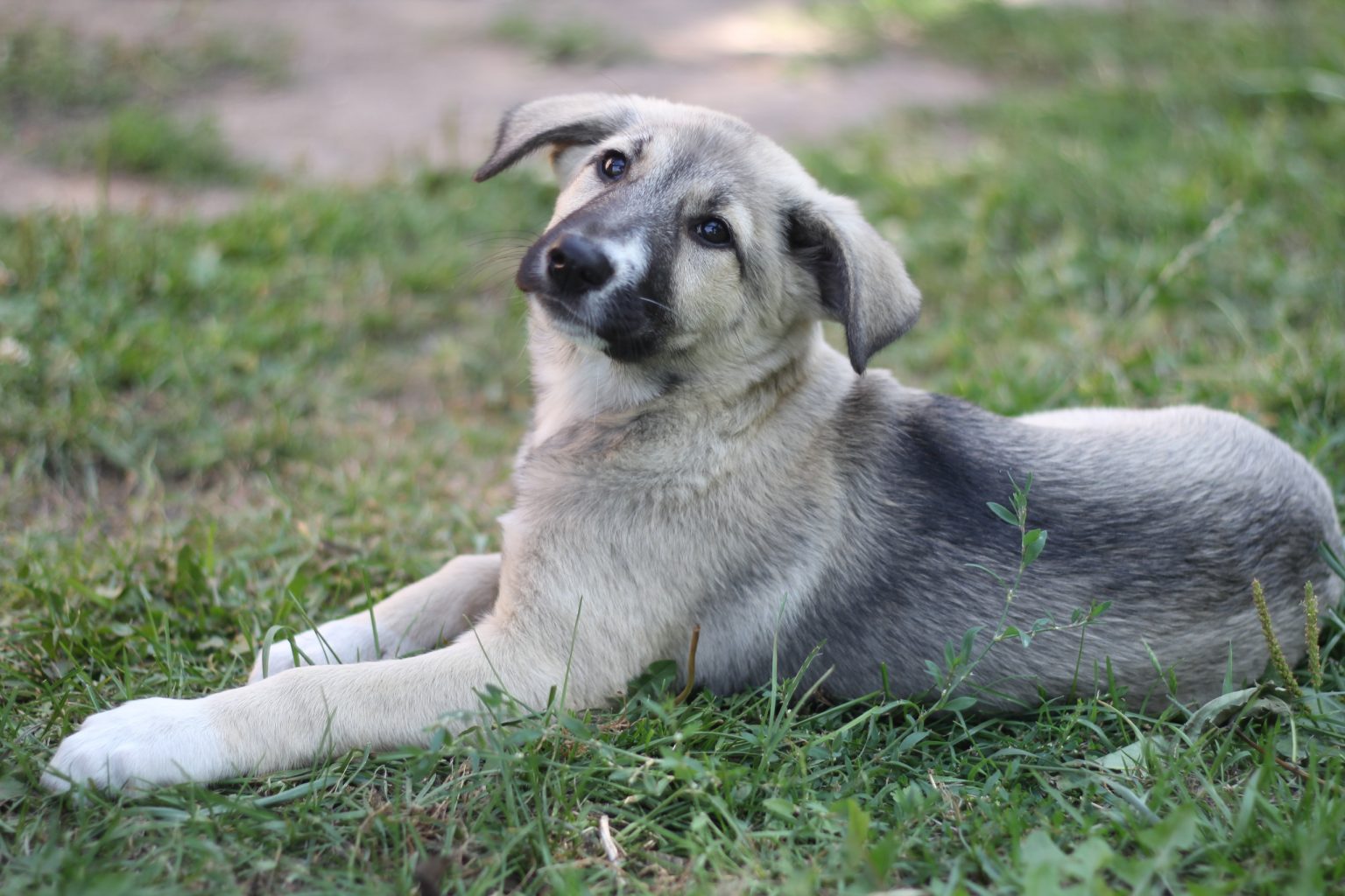 Жителька Богородчанщини облаштувала у себе вдома прихисток для чотирилапих ВІДЕО