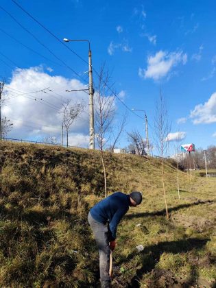 Замість білбордів - зелені зони: у Франківську розпочали осінню посадку дерев ФОТО