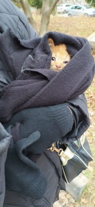 Франківські “МАРСіани” врятували кота, який застряг у трубі - тепер чотирилапому шукають дім ФОТО