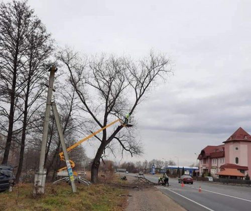 Поблизу Франківська в дереві вирізали національний символ України ФОТО
