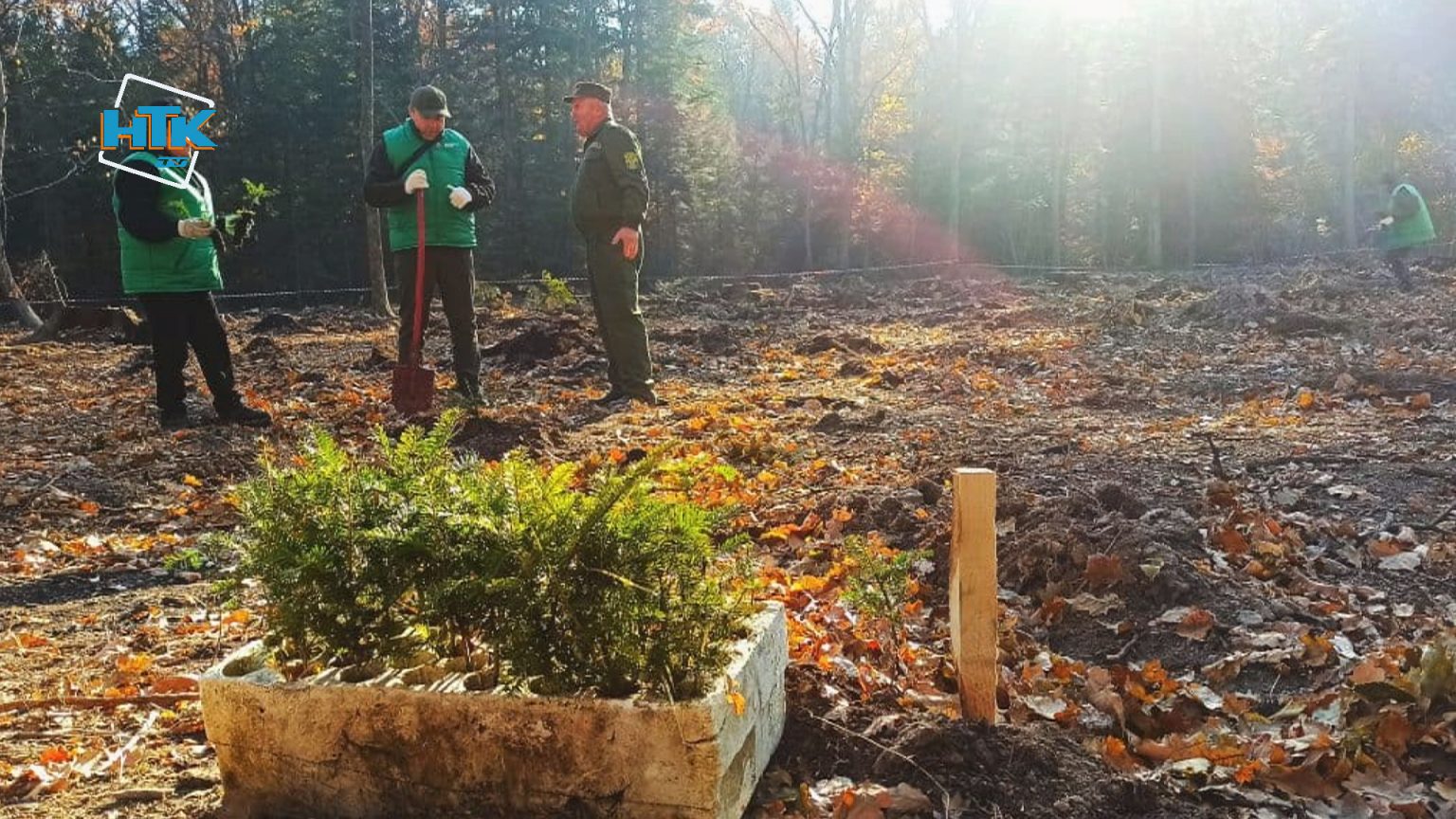 Упродовж осені на Прикарпатті посадили 250 га лісу ВІДЕО