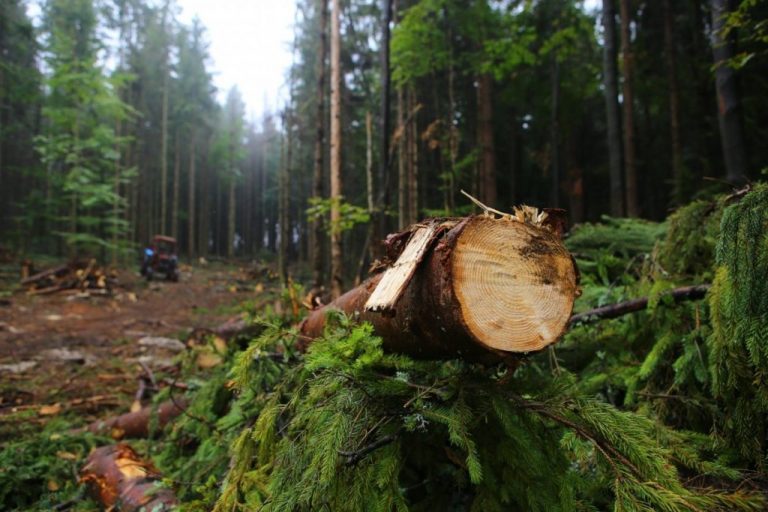 У Гринявському лісгоспі сплатять 330 тисяч штрафу за незаконну вирубку лісу