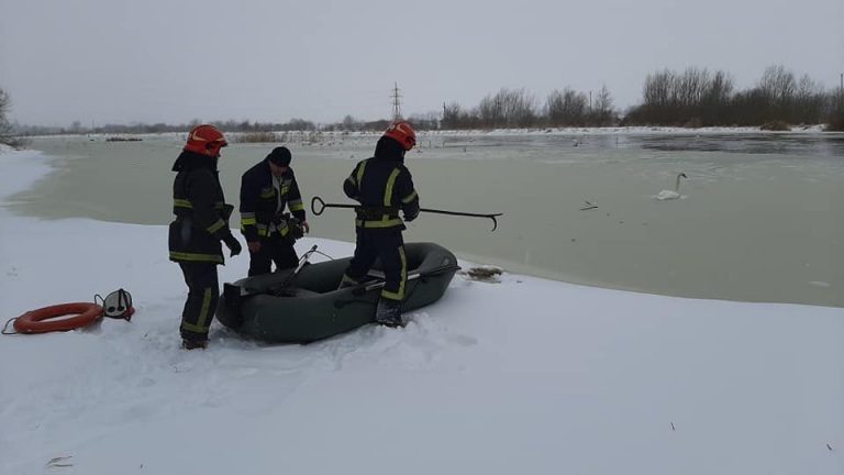 На Прикарпатті з крижаного полону врятували лебедів