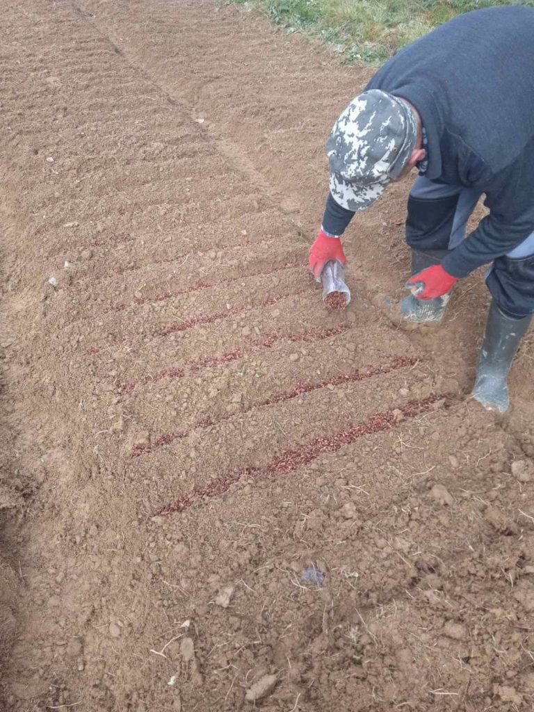 У Брошнівському лісництві висадили більше 350 тисяч садженців