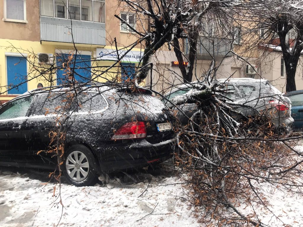 У Франківську негода повалила дерево на припарковані автівки ФОТОФАКТ