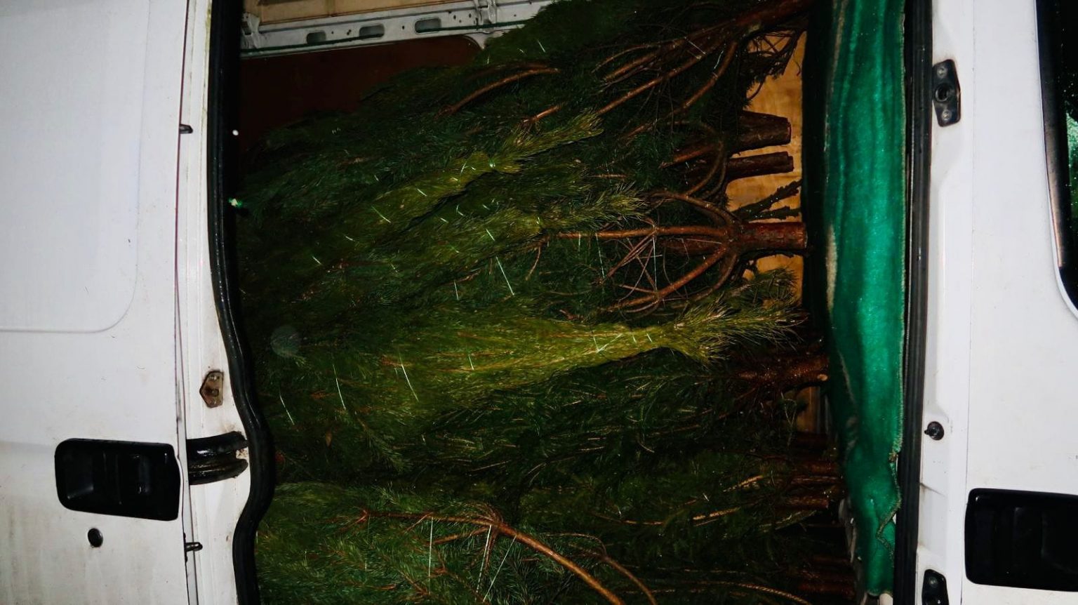 На Франківщині зупинили мікроавтобуси з нелегальними ялинками