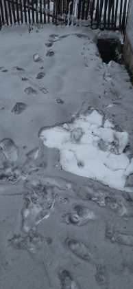 Поблизу Бурштинської ТЕС вкотре випав «чорний» сніг ФОТОФАКТ