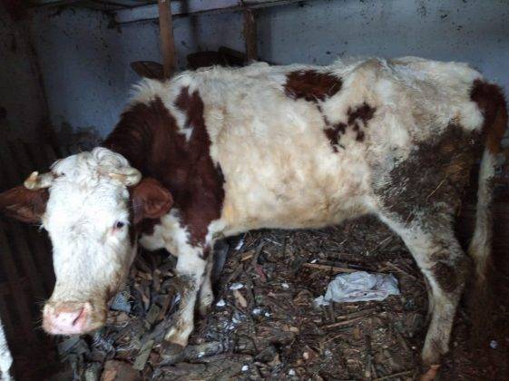 Не годують та тримають у жахливих умовах: на Франківщині розслідують знущання над коровою ФОТО